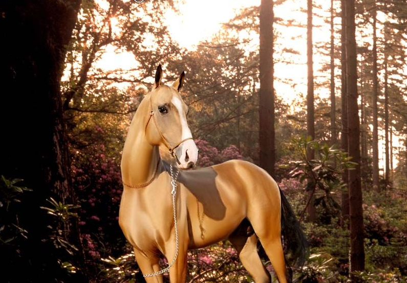 汗血宝马——马中的贵族