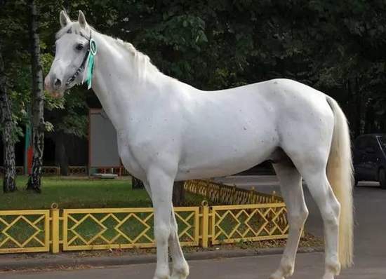 奥尔洛夫快步马