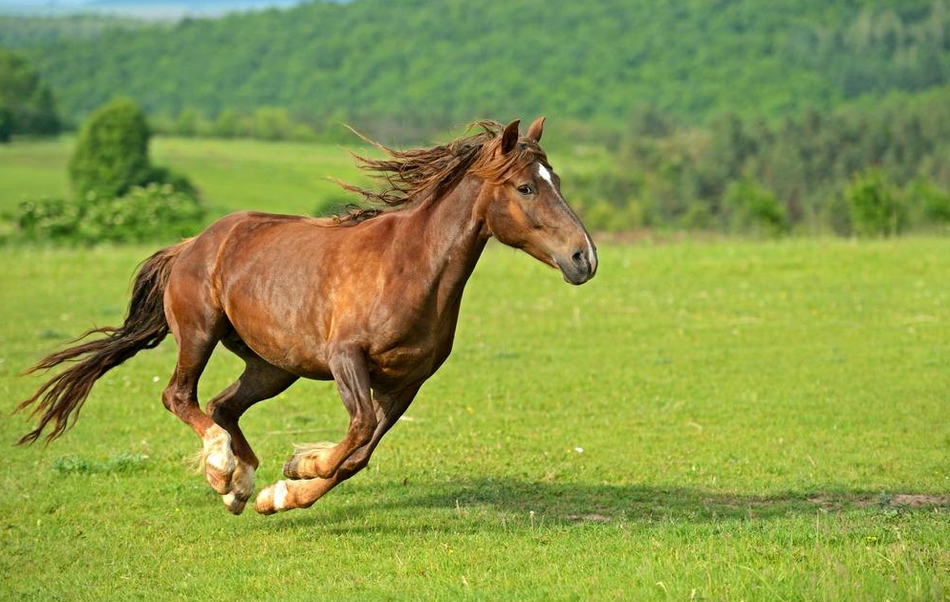 马奔跑图片真实照片图片