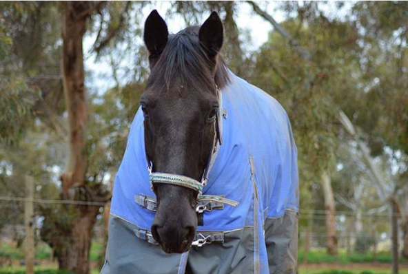 马儿穿上衣服有没有像极了冬天裹紧棉衣的你zt