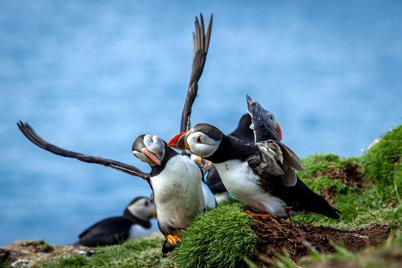 七夕动物情侣组团秀恩爱,我酸了,你呢? zt