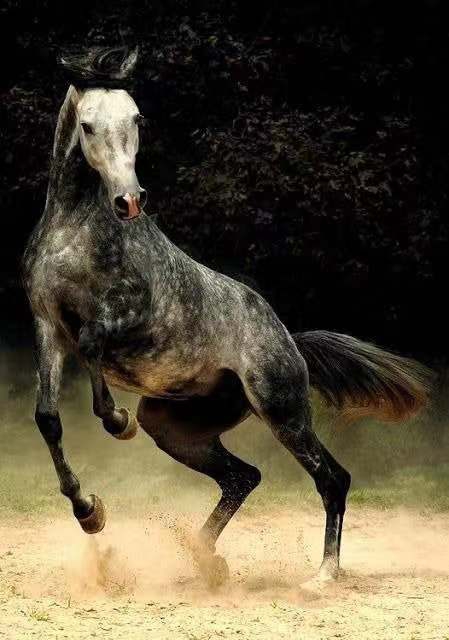 骏马享尽年青之骏美zt