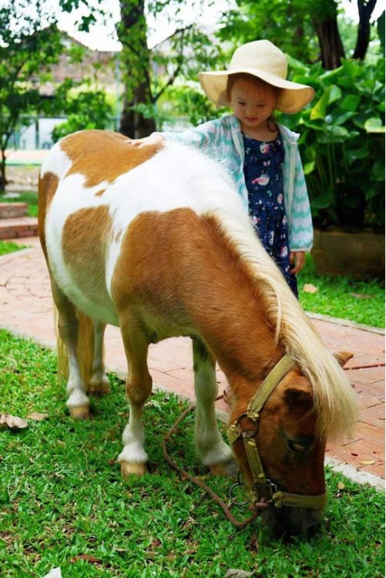 可爱的矮脚马,这短腿马什么水平? zt
