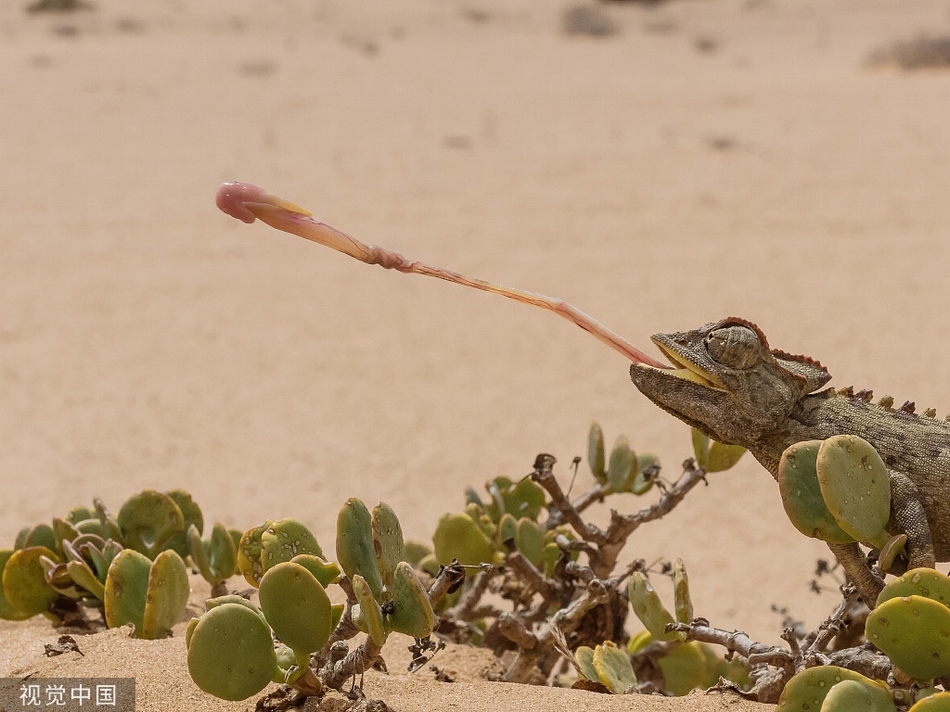 眨眼之间!变色龙迅速捕食苍蝇展现惊人舌功 zt