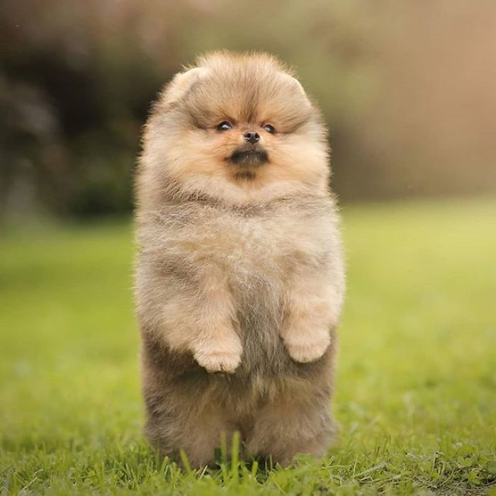 软萌可爱的小奶狗俏皮可爱得汪星人zt