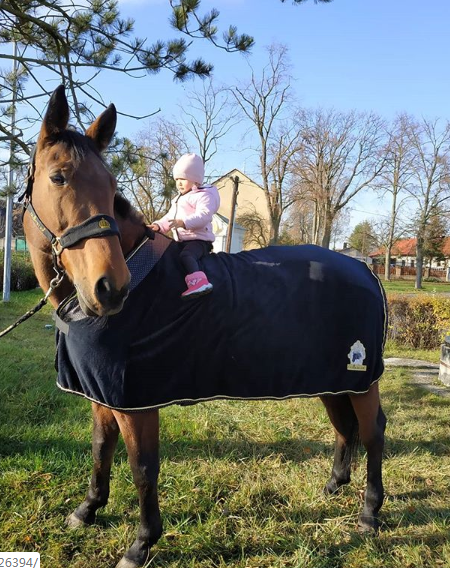 马儿穿上衣服有没有像极了冬天裹紧棉衣的你zt