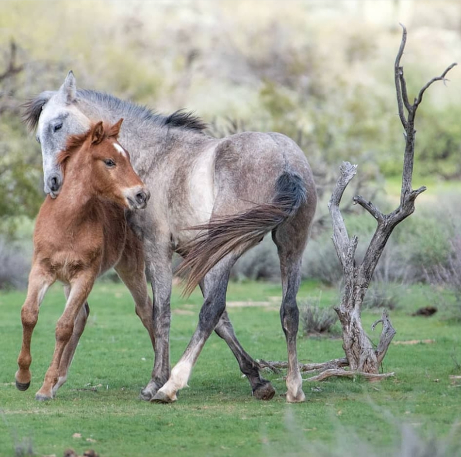 一组马儿母子档照片你喜欢吗zt