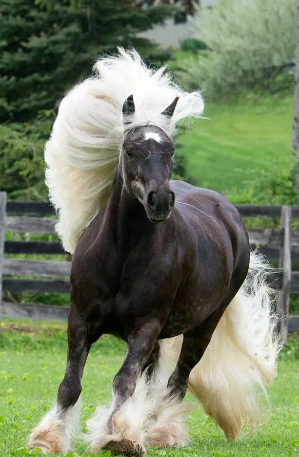 这一大波杀马特造型的马,大家觉得怎么样