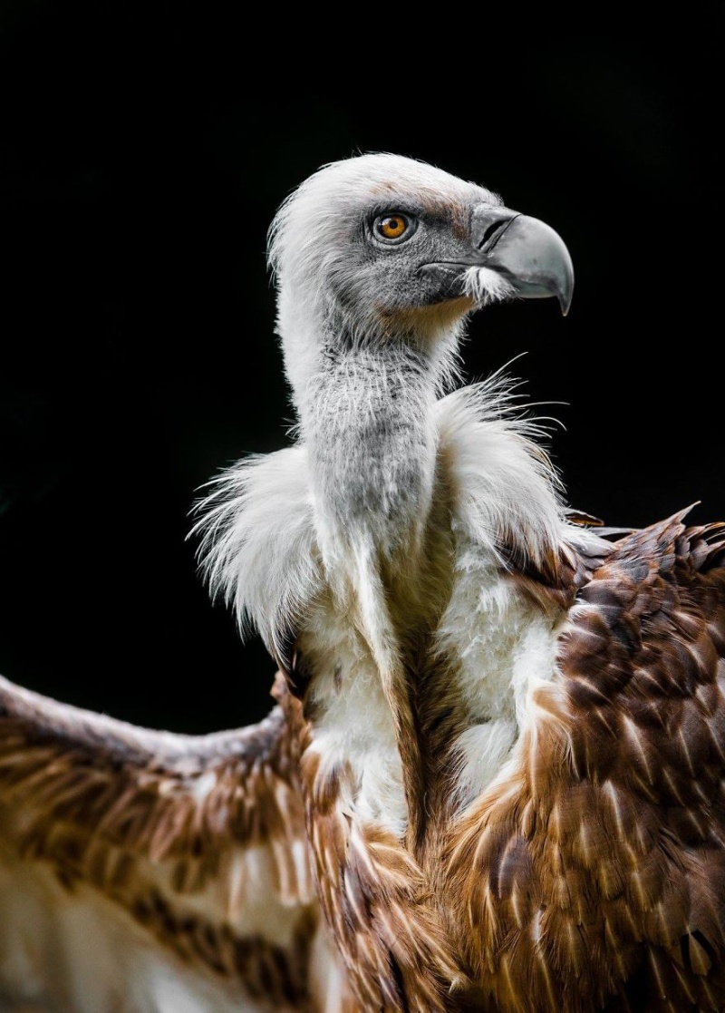 它们或将灭绝,13年来记录动物的野性真实 zt