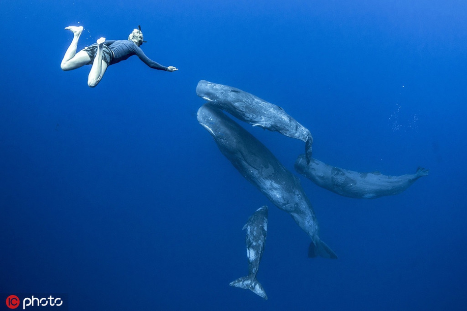 吸碳高手鲸鱼数量越来越少,盘点鲸鱼与人类的友爱互动 zt