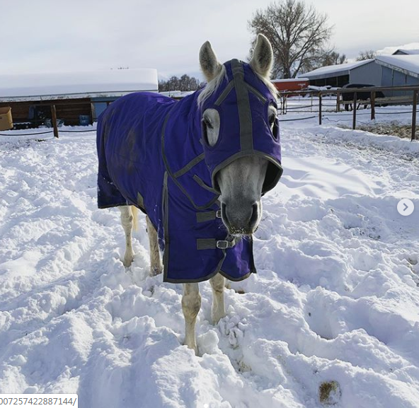 马儿穿上衣服有没有像极了冬天裹紧棉衣的你zt