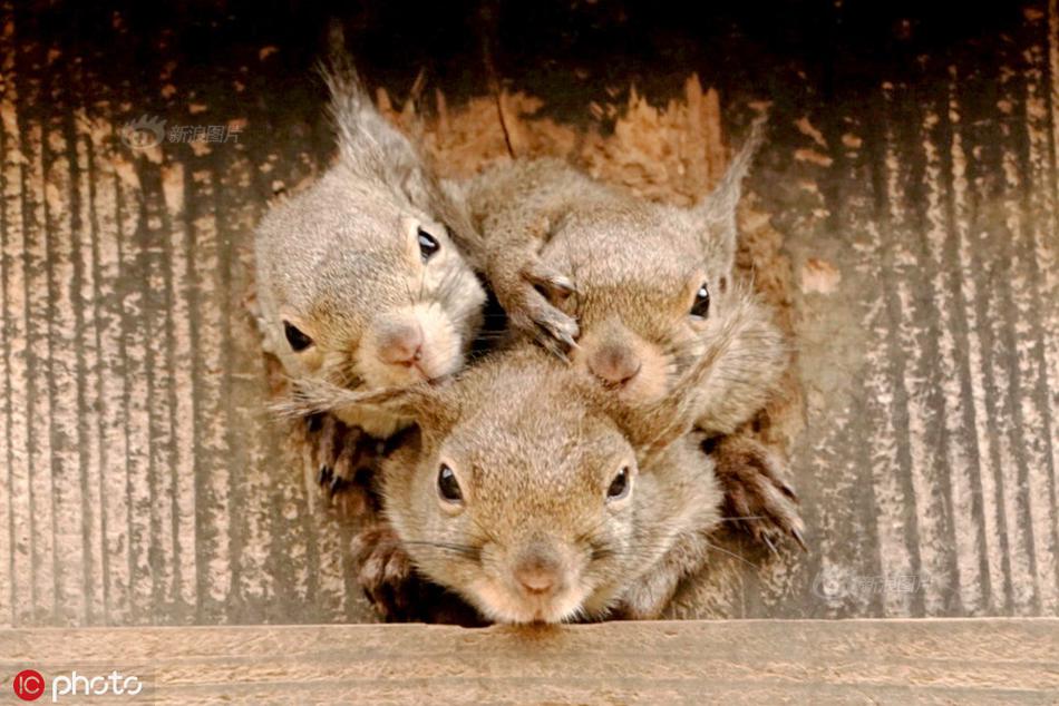 松鼠也爱抢镜头为了被摄影师拍挤到头掉zt