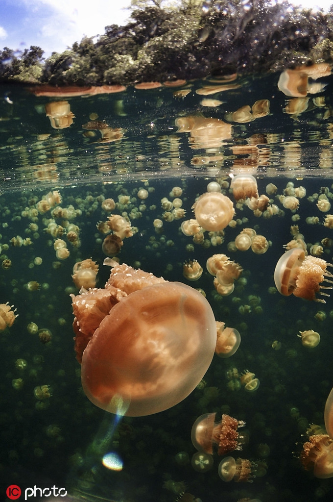 在帕劳水母湖与上千条水母共舞,这波什么水平? zt