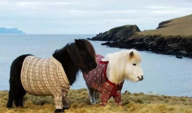 可爱的矮脚马,这短腿马什么水平? zt