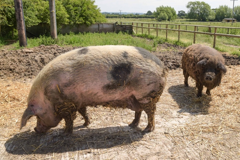 可爱绵羊猪两次从屠杀中被救出 zt