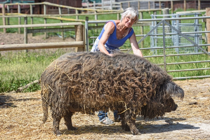 披着羊毛的猪!可爱绵羊猪两次从屠杀中被救出 zt