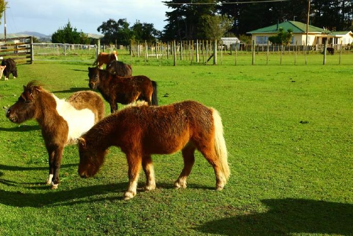 可爱的矮脚马,这短腿马什么水平? zt