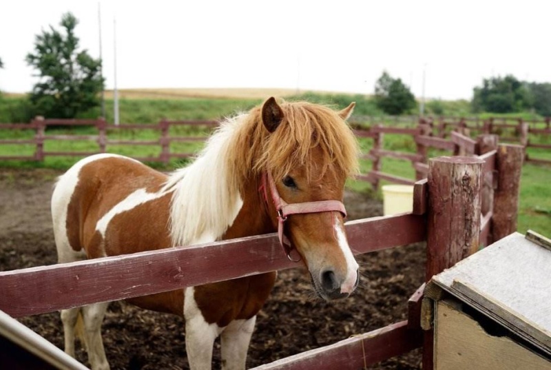 可爱的矮脚马,这短腿马什么水平? zt