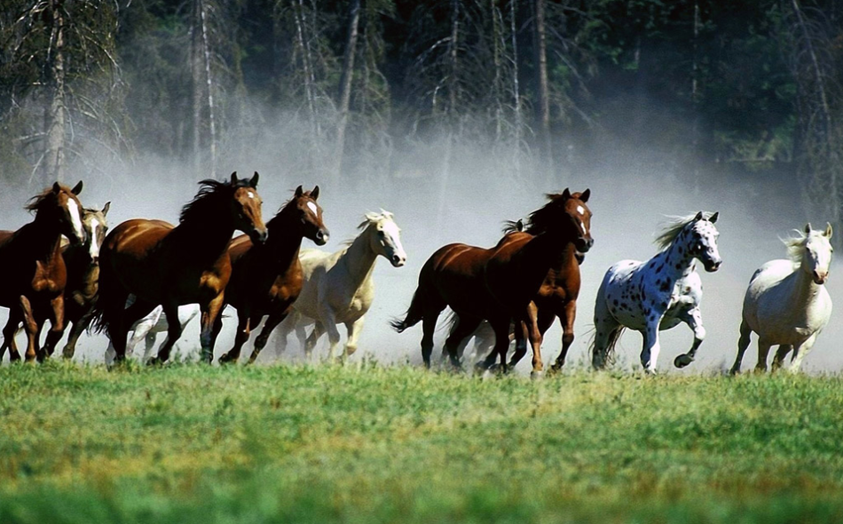 草原上群马奔腾的场景,你觉得震撼吗? zt