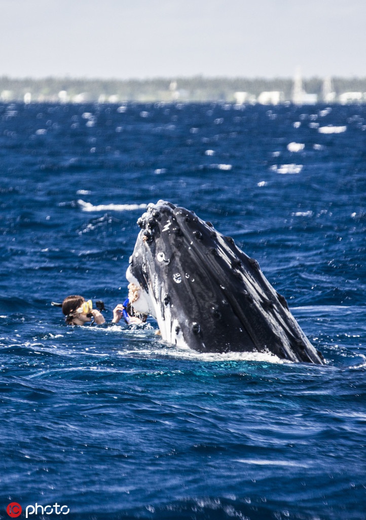吸碳高手鲸鱼数量越来越少盘点鲸鱼与人类的友爱互动zt