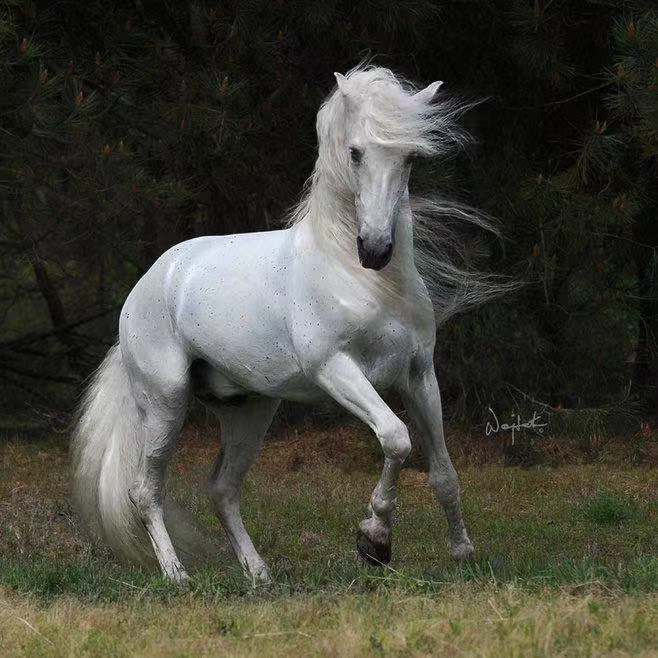 骏马享尽年青之骏美zt