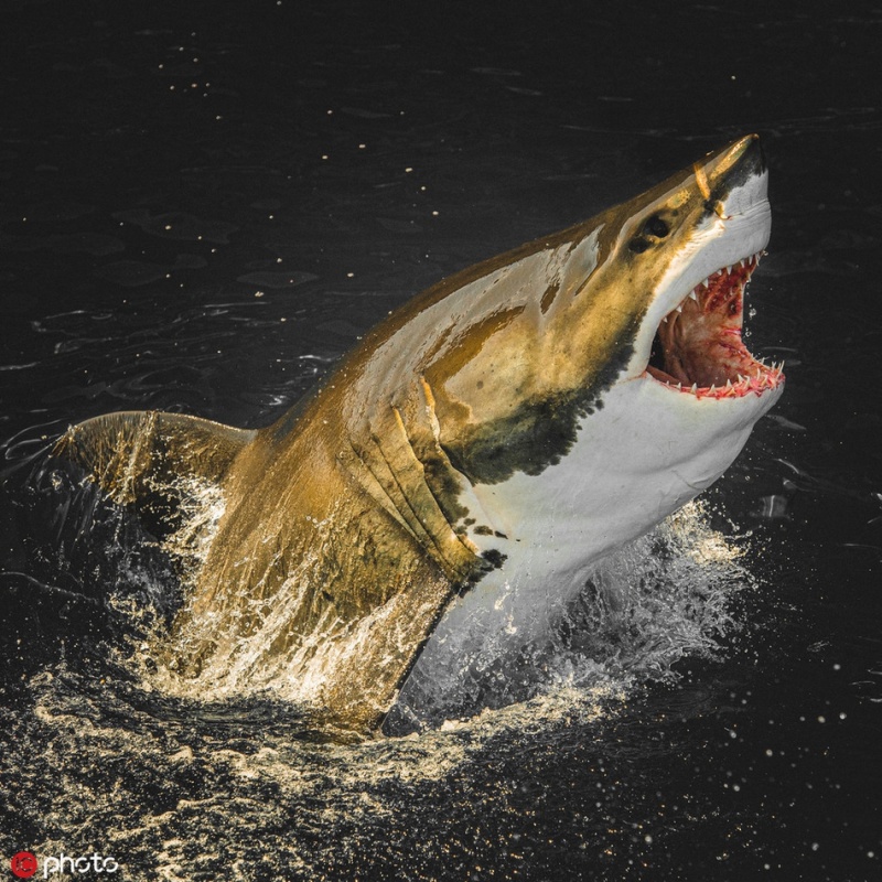 顶级掠食者的力量与威严:近距离拍凶猛鲨鱼血盆大口 zt