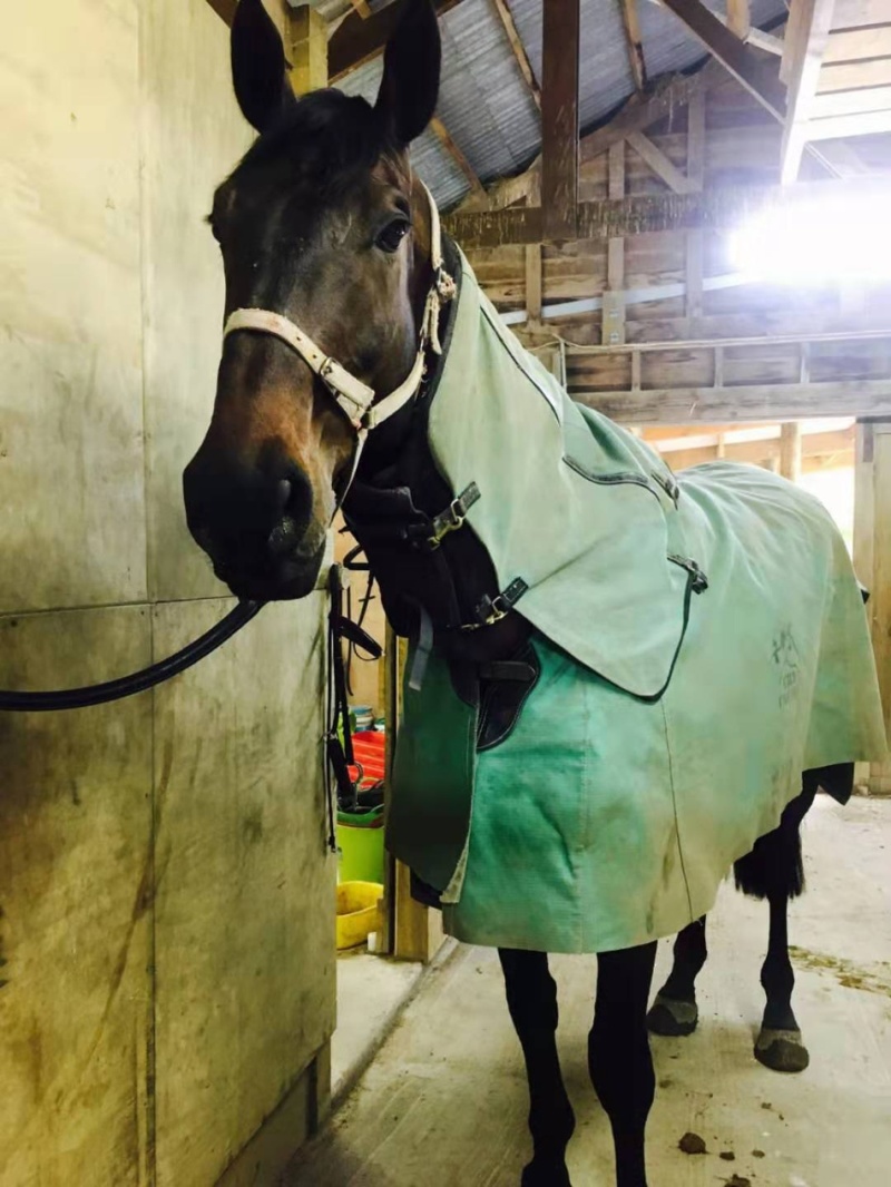 马儿穿上衣服,有没有像极了冬天裹紧棉衣的你! zt