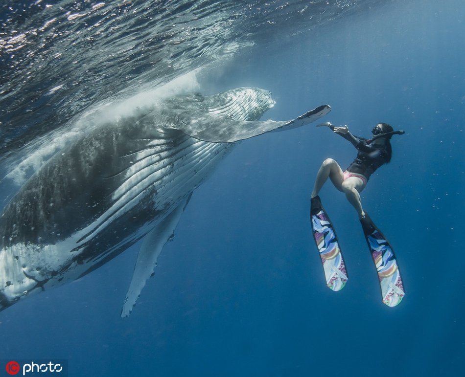 吸碳高手鲸鱼数量越来越少盘点鲸鱼与人类的友爱互动zt