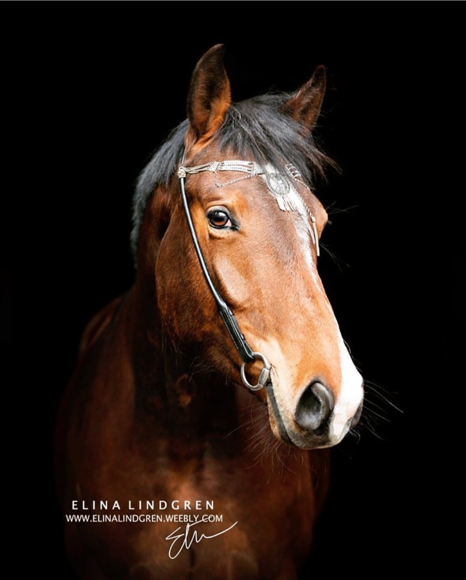 如果给马儿拍大头照会是什么样子呢zt