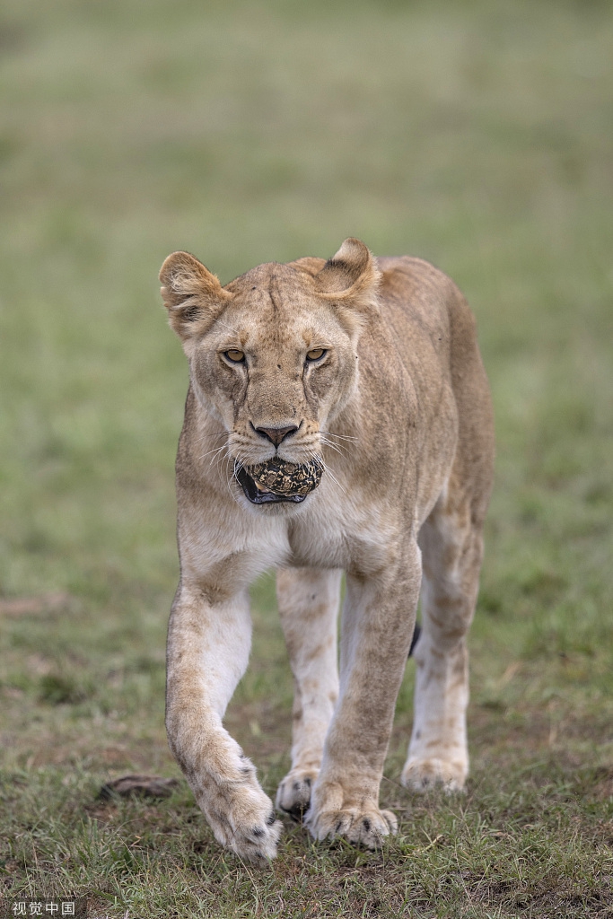 肯尼亚一母狮把乌龟当玩具玩腻后放其一条生路zt