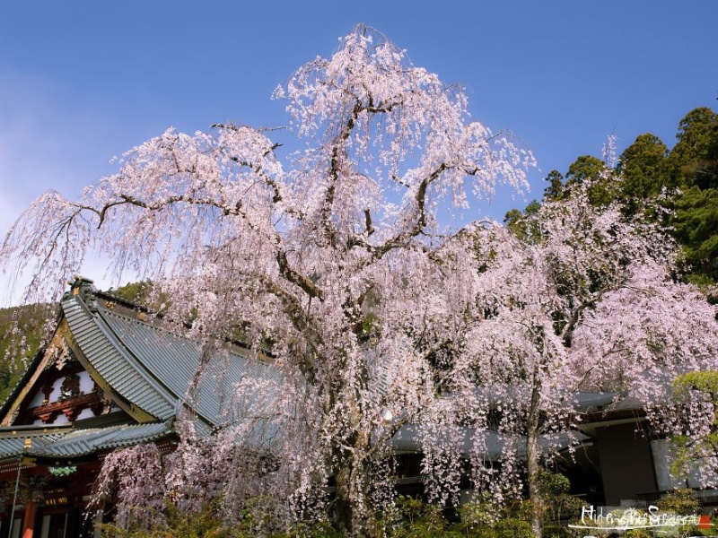 日本最古老的樱花树,树龄将近2000年. zt