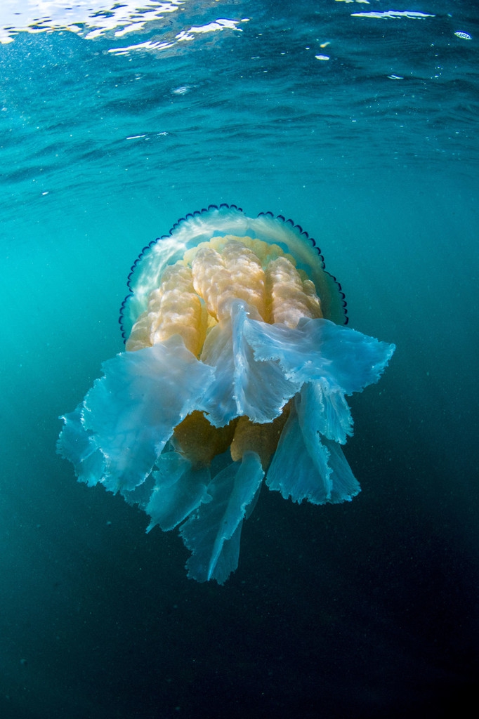 神奇且瑰丽的巨桶水母体型硕大迁徙习性至今是谜zt