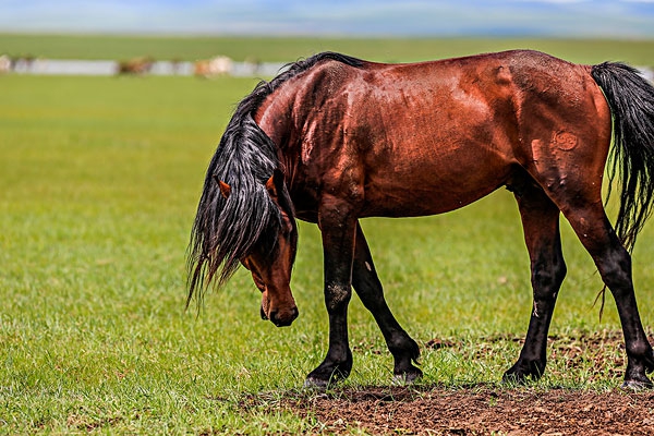 高大威猛蒙古马,什么水平 zt