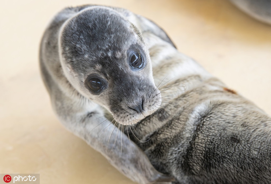 德国被弃海豹宝宝"啵啵"超有爱,憨态可掬萌翻了 zt-动物萌宠区-虎扑