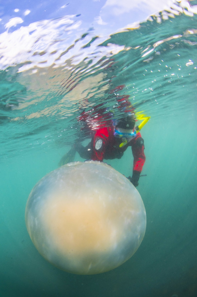 神奇且瑰丽的巨桶水母体型硕大迁徙习性至今是谜zt