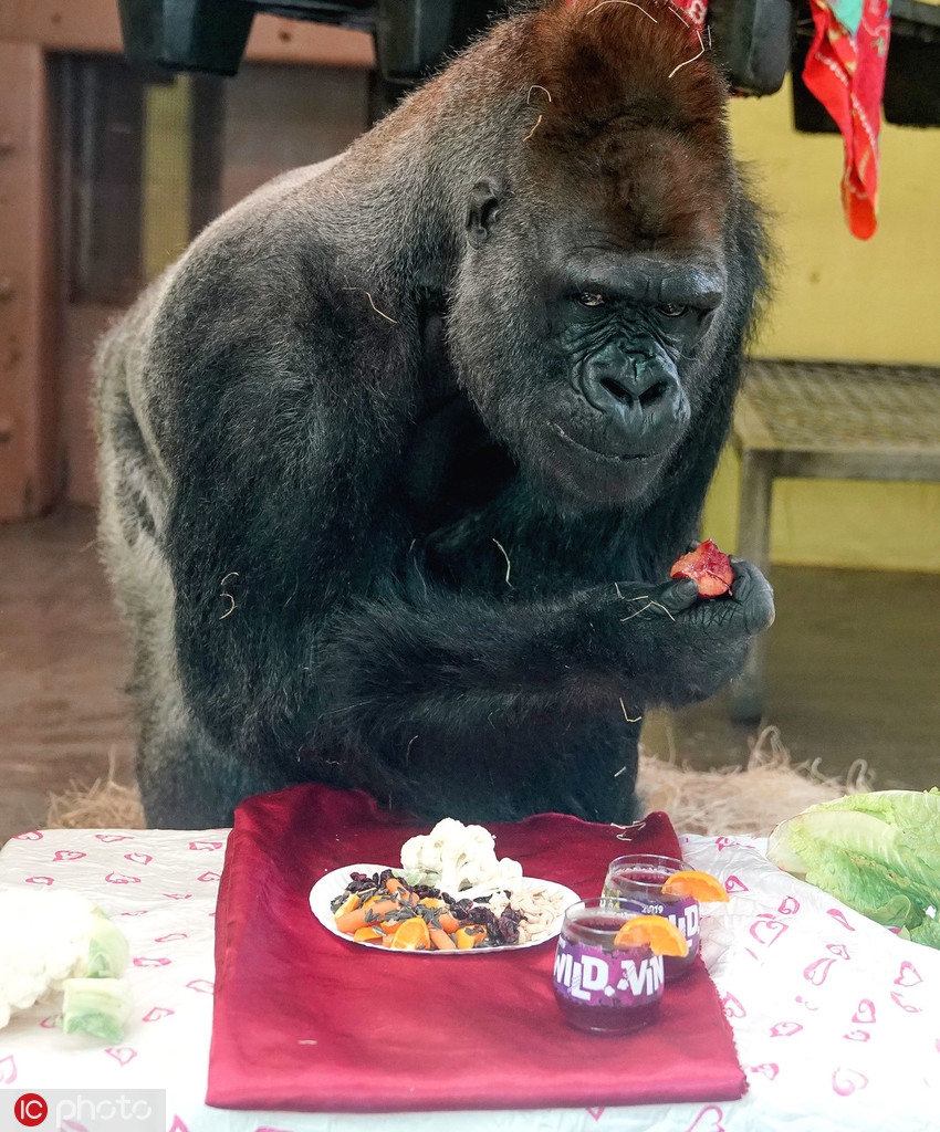 動物園大猩猩享受大餐人模人樣滿滿儀式感zt