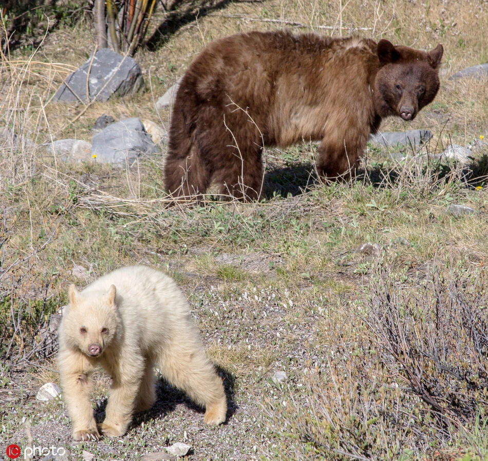 加拿大拍到罕见白色棕熊与熊妈妈悠闲野外散步zt