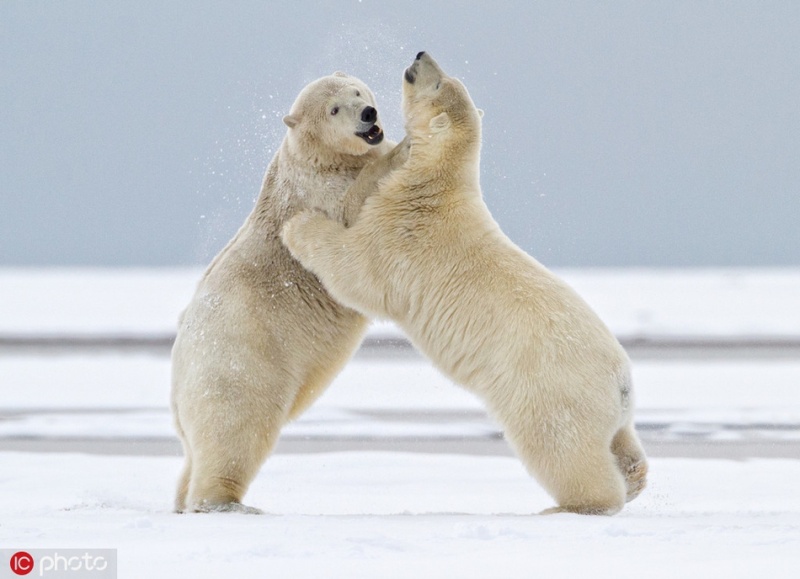 赤手空拳也要争第一!围观动物"拳击"格斗现场 zt