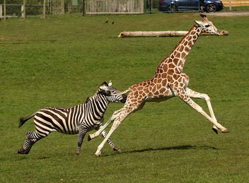 可爱!英国小长颈鹿和斑马赛跑最终靠脖子取胜