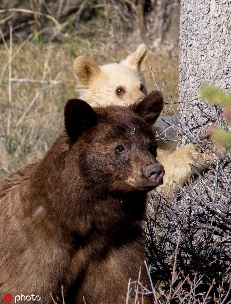 加拿大拍到罕见白色棕熊 与熊妈妈悠闲野外散步 zt