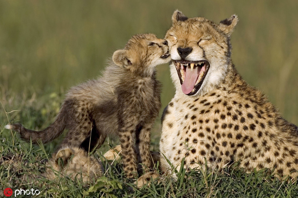 晒晒小动物的幸福"表情",你喜欢吗 zt