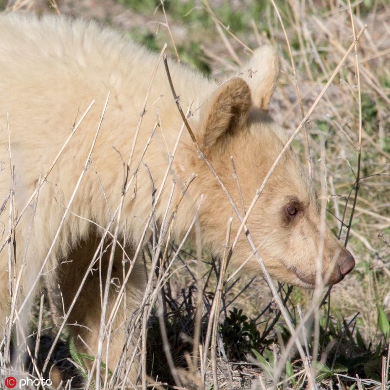 加拿大拍到罕见白色棕熊 与熊妈妈悠闲野外散步 zt