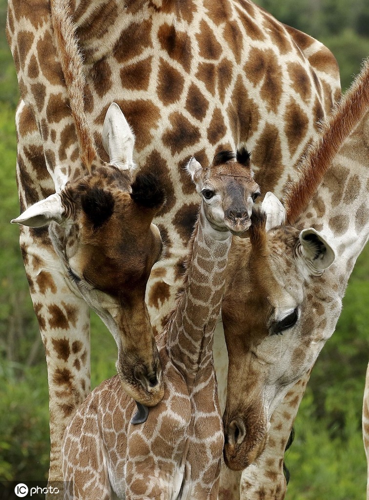 新生长颈鹿宝宝蹒跚学步,努力站起来的样子萌化了 zt