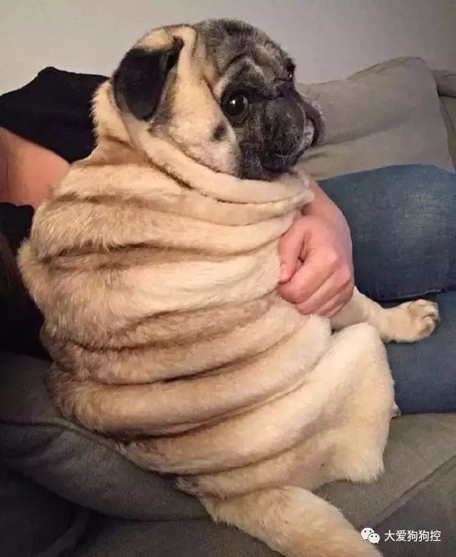 没想到巴哥胖起来竟然是这个样子的. zt