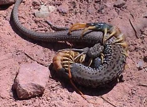 巨型蜈蚣与蛇搏斗画面,震撼 zt