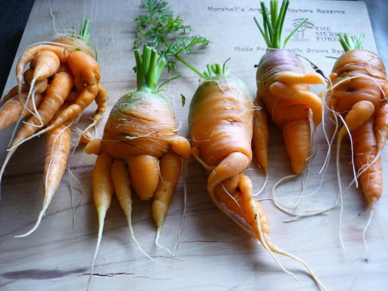 镜头下:日本核辐射后,蔬菜水果变异后的样子 zt