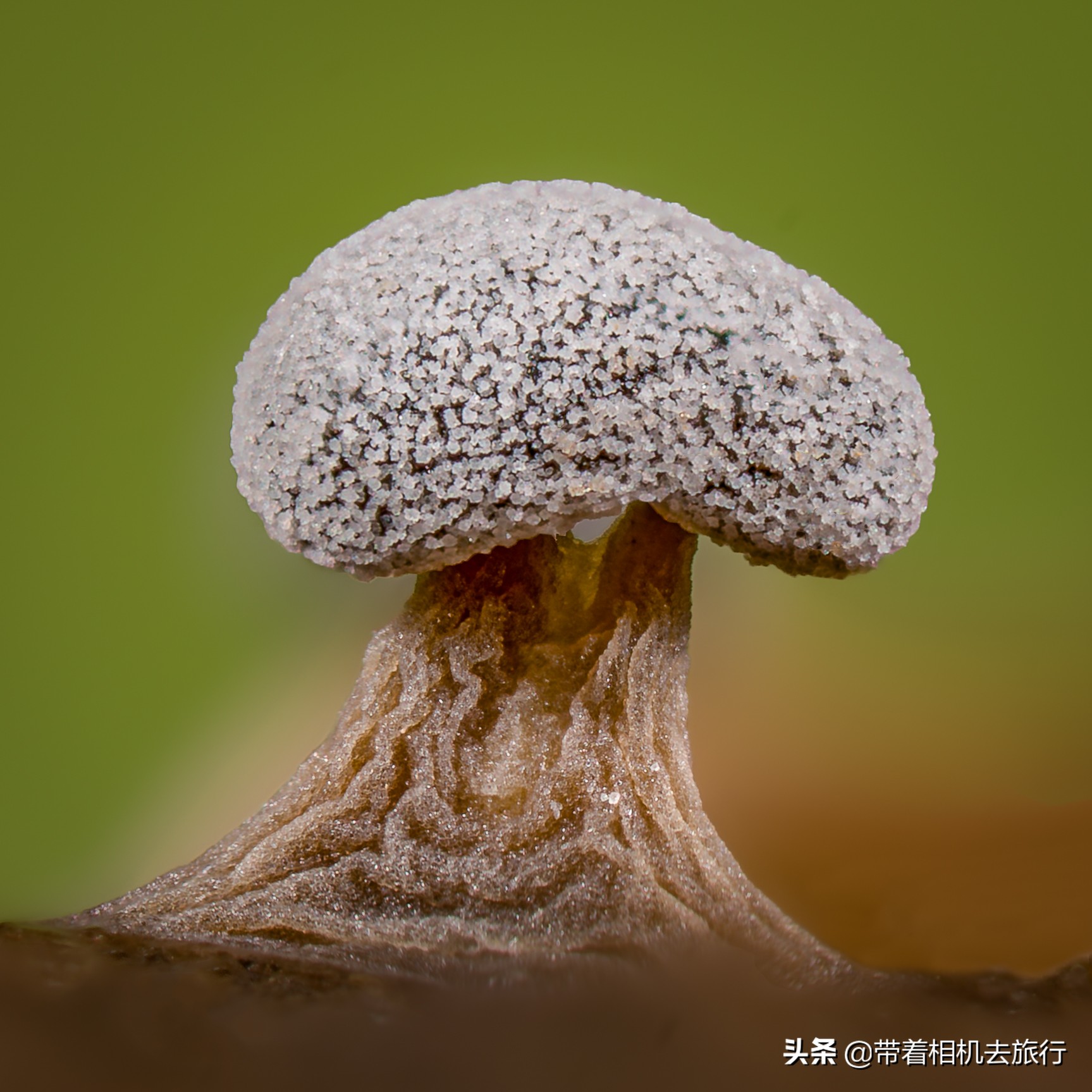 自然世界真奇妙蘑菇居然有这么多种样子zt