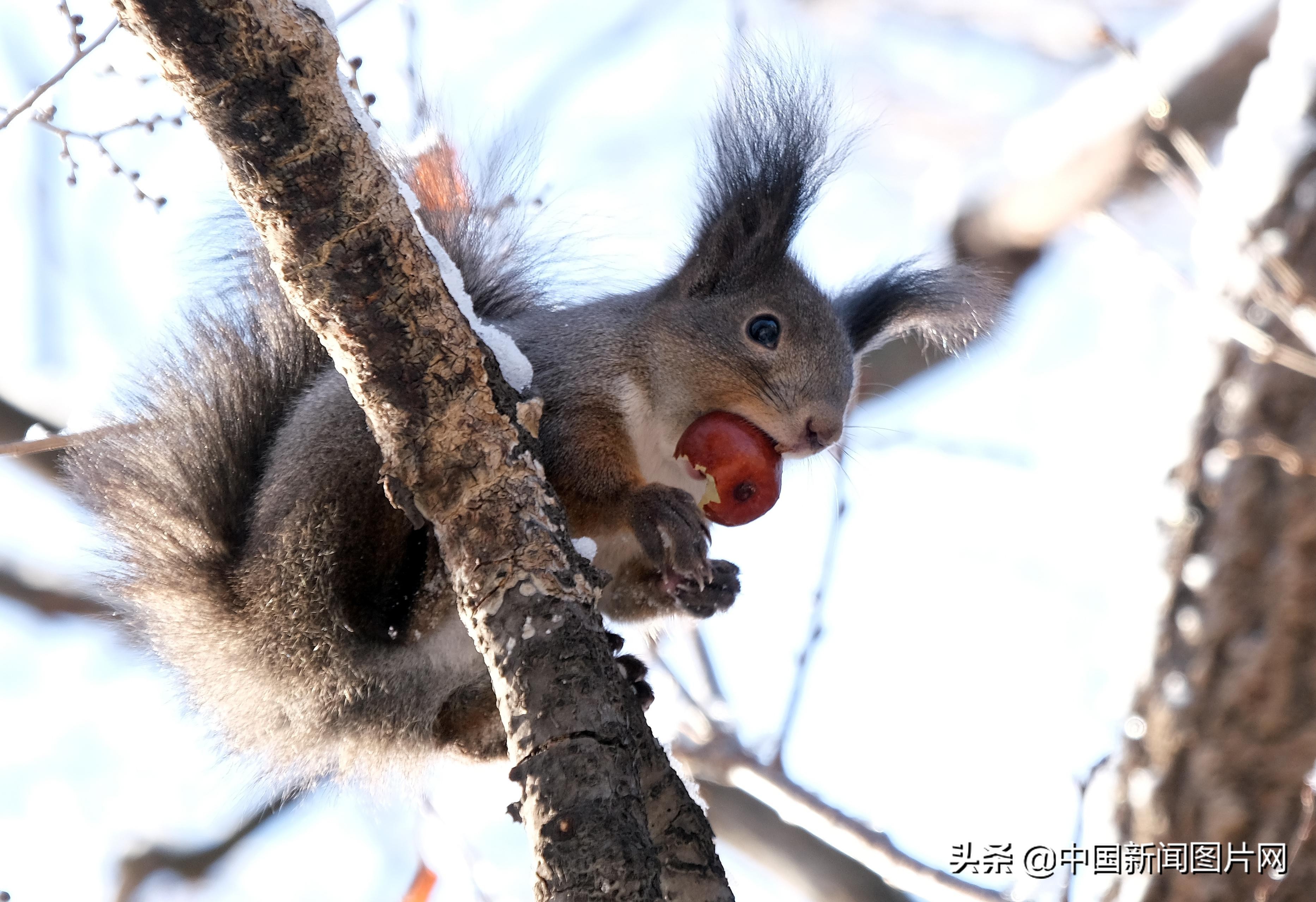 松鼠雪地中忙觅食,萌态十足 zt-动物萌宠区-虎扑社区