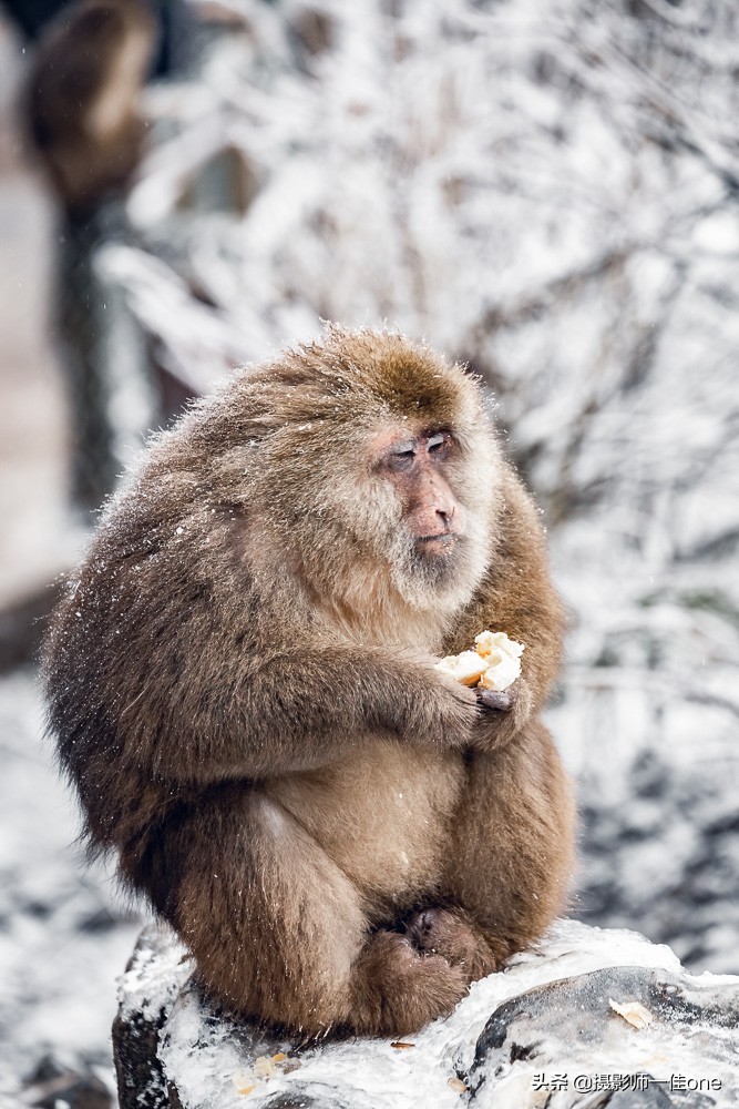 冬季的峨眉山除了美景,还有追着你跑的臭猴子 zt