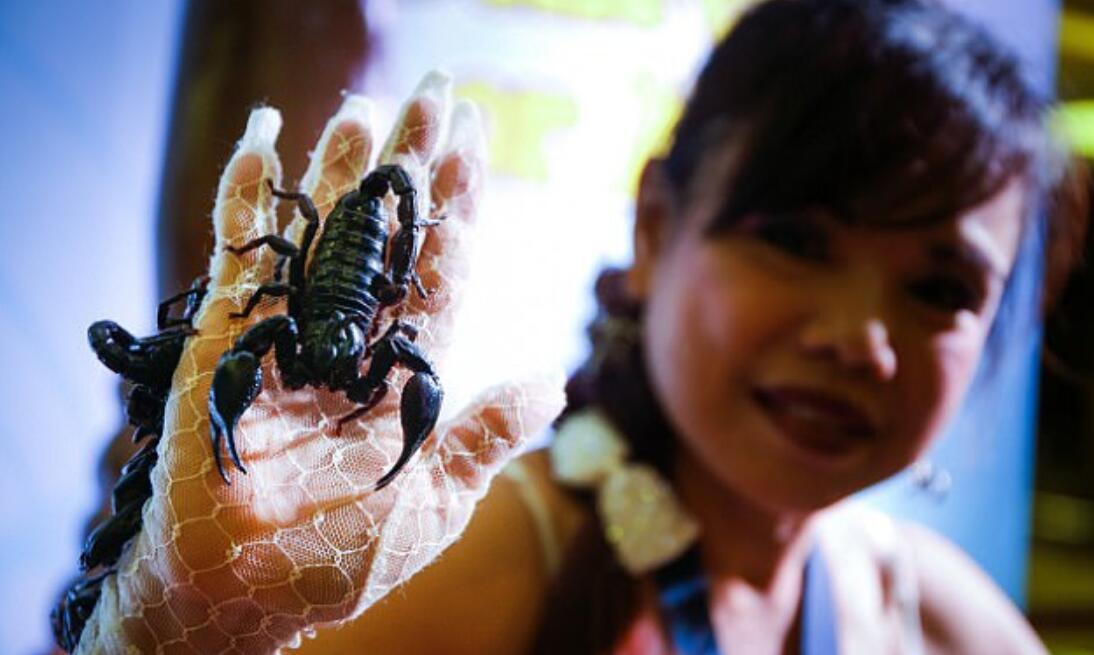 泰国蝎子女王为破记录与五千只蝎子共住33天令人发毛zt